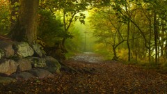 Landscapes fog nature Trees Green paths autumn leaves forests