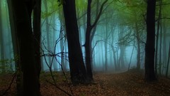 Landscapes fog nature Trees Green strange paths autumn leaves 