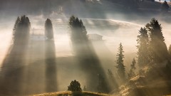 Landscapes fog nature Trees hills forests dawning 1924