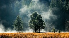 Landscapes fog nature Trees land fields
