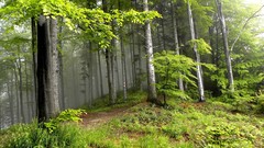 Landscapes fog nature Trees landmark forests
