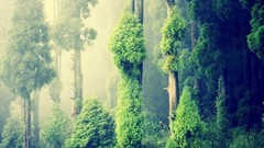 Landscapes fog nature Trees mist forests