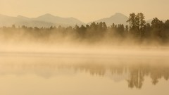 Landscapes fog nature Trees mist mystical