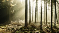 Landscapes fog nature Trees mist sunlight forests