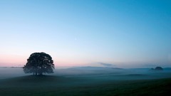 Landscapes fog nature Trees morning