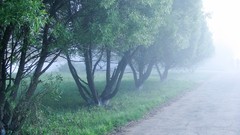Landscapes fog nature Trees morning