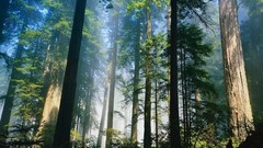 Landscapes fog nature Trees morning Wood awakening