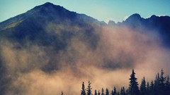 Landscapes fog nature Trees Mountains clouds mist pine trees