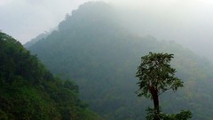 Landscapes fog nature Trees Mountains clouds skies