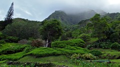 Landscapes fog nature Trees Mountains Green jungle forests