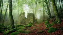 Landscapes fog nature Trees past remains ruins paths forests 