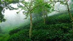 Landscapes fog nature Trees path