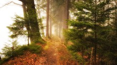 Landscapes fog nature Trees paths