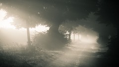 Landscapes fog nature Trees roads