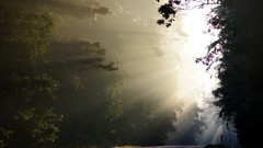 Landscapes fog nature Trees roads