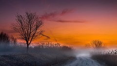 Landscapes fog nature Trees roads