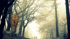 Landscapes fog nature Trees roads forests