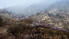 Landscapes fog nature Trees rocks