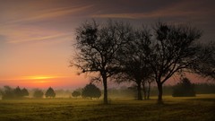 Landscapes fog nature Trees sky dawn morning