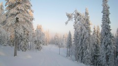 Landscapes fog nature Trees snow