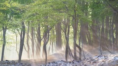 Landscapes fog nature Trees snow Japan spring morning forests