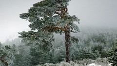 Landscapes fog nature Trees snow Spain forests