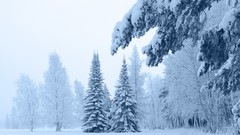 Landscapes fog nature Trees snow winter forests