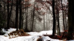 Landscapes fog nature Trees snow winter November forests