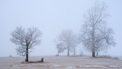 Landscapes fog nature Trees snow winter USA mist fields 