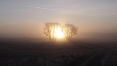 Landscapes fog nature Trees sun