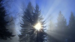 Landscapes fog nature Trees sun