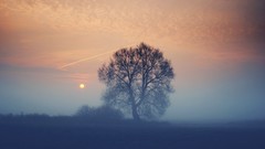 Landscapes fog nature Trees sun clouds dawn