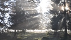 Landscapes fog nature Trees sun light