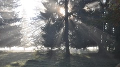Landscapes fog nature Trees sun light