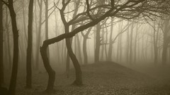 Landscapes fog nature Trees trunks Wood gloomy forests