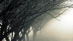 Landscapes fog nature Trees water rain water drops