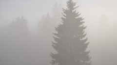 Landscapes fog nature Trees white