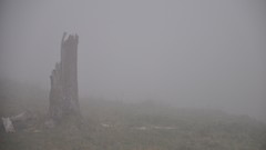 Landscapes fog nature Trees white