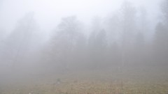 Landscapes fog nature Trees white forests