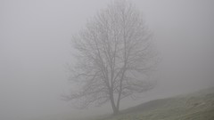 Landscapes fog nature Trees white shape