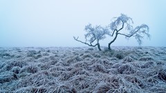 Landscapes fog nature Trees winter frost hoarfrost mist lone 