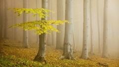 Landscapes fog nature Trees yellow dawn Green morning colors 