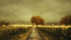 Landscapes fog nature Trees yellow gray clouds vineyard roads 