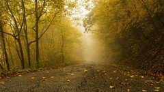 Landscapes fog nature Trees yellow roads autumn leaves forests 