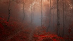 Landscapes fog paths forests morning view