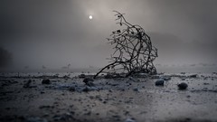 Landscapes fog snow branches Swans mist