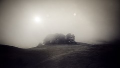 Landscapes fog Trees
