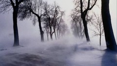 Landscapes fog Trees