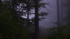 Landscapes fog Trees forests