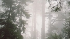 Landscapes fog Trees forests